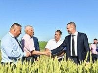 Ожидаемая дата начала уборки зерновых в регионе – 10 июля