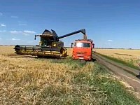 В Воскресенском  районе намолочена первая тысяча тонн зерна нового урожая