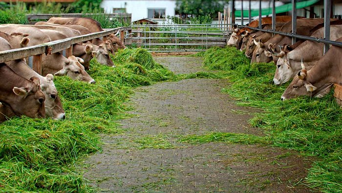 Ферма КРС: Управление стадом