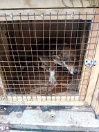 В Воскресеснком муниципальном районе продолжается отлов безнадзорных собак.