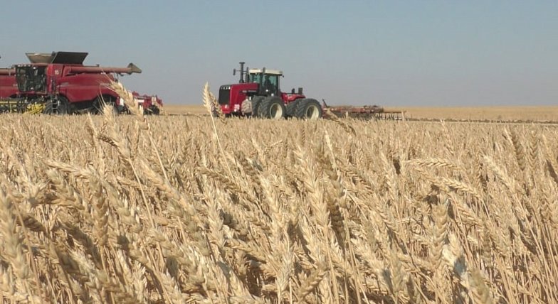 Почти шесть миллионов тонн зерна собрали в Саратовской области