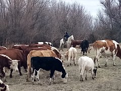 Семейный тандем в действии