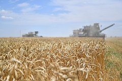 В Саратовской области собрано уже 3 млн тонн зерна.